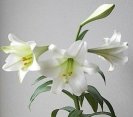 lily