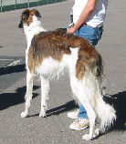 優勝犬