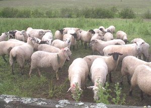 sheep