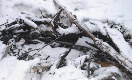 beaver