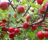 apples