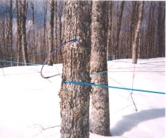mapletrees