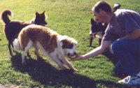 pei dogs