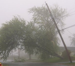 tree_uprooted