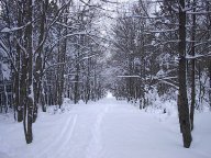 forest