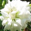 duchess of edinburgh