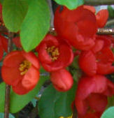 ڂ