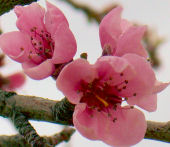 ̉