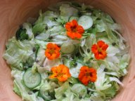 salad