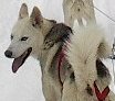 a_husky2.jpg (4037 bytes)
