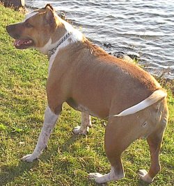 chico