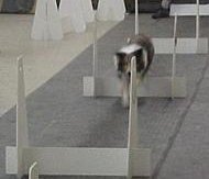 ハードル