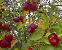 apple tree