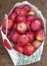 apples