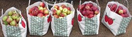 apples