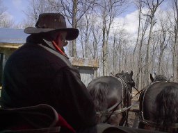les_chevaux