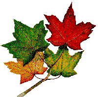 maple