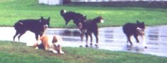 pei dogs